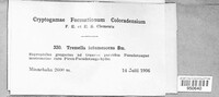 Exidia intumescens image